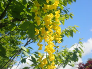 黄色い花のキングサリ