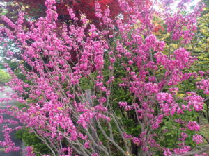 ピンク色のハナズオウ