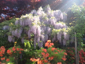 紫色のフジの花