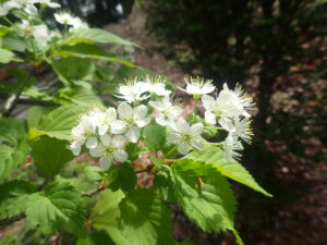 白い花のミヤマザクラ