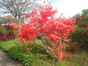 オレンジ色のツツジ