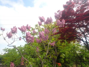 ムラサキのライラック