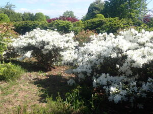 シロイ花のリュウキュウツツジ