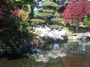 池の淵のリュウキュウツツジ