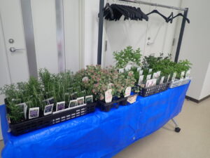 ハーブＭＩＸ寄せ植え講座3