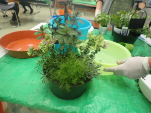 ハーブＭＩＸ寄せ植え講座1