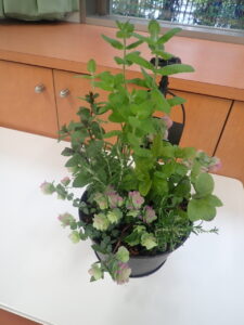 ハーブＭＩＸ寄せ植え講座2