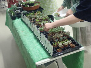 多肉寄せ植え講座1