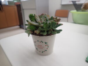 多肉寄せ植え2