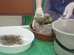 多肉寄せ植え3
