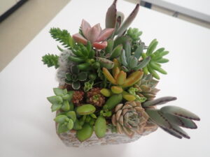 多肉寄せ植え6
