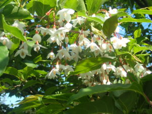 エゴノキの白い花