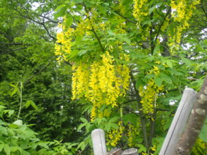 黄色い花のキングサリ1