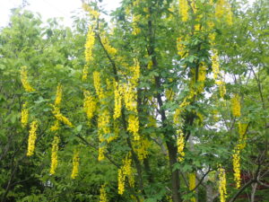 黄色い花のキングサリ2