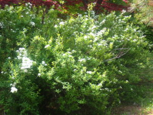 白い花のコデマリ1