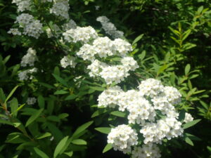 白い花のコデマリ2