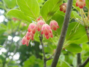 サラサドウダン3