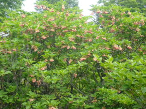 サラサドウダン2