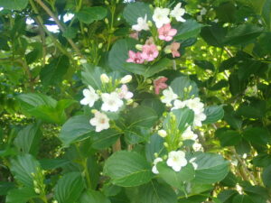 白い花とピンクの花が混ざっているタニウツギ