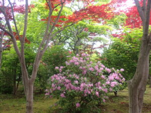 紫色のチョウセンヤマツツジ2