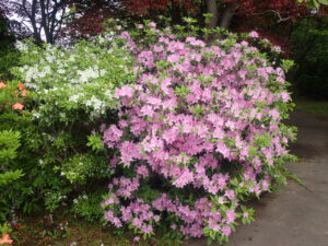 紫色のチョウセンヤマツツジ1