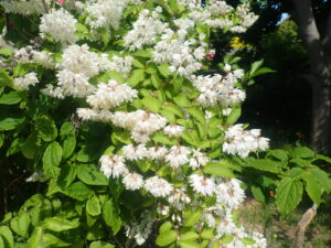 白い花のツカサウツギ