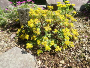 黄色い花のテカリダケキリンソウ