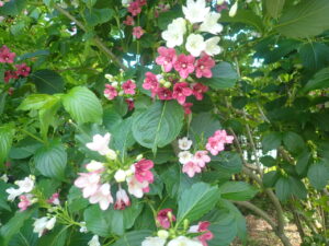 白とピンクのハコネウツギ