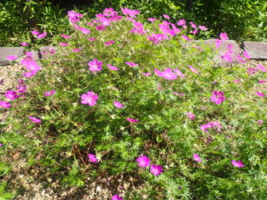 ピンクの花のフウロソウ