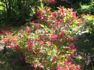 赤く咲いているベニウツギ1