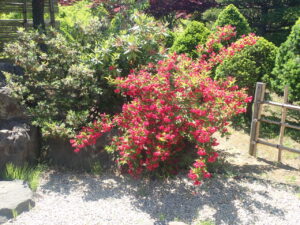 赤く咲いているベニウツギ2