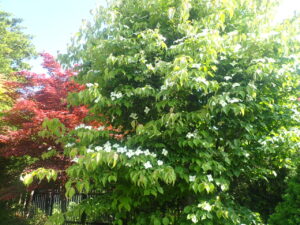 ヤマボウシの木