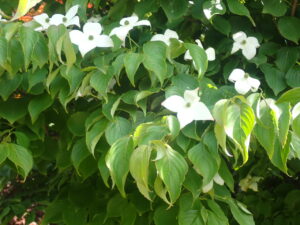 ヤマボウシの白い花