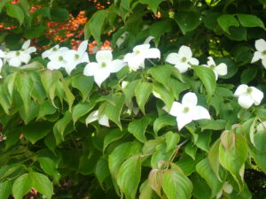 白いヤマボウシの花