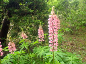 ピンクのルピナス