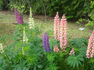 ピンクや紫のルピナス