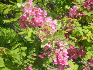 ピンク色のローズアカシア