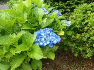 青い花のアジサイ