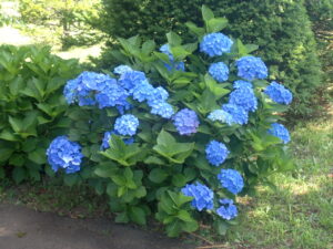 水色のアジサイ