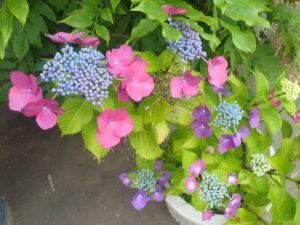 ピンクと紫のアジサイ