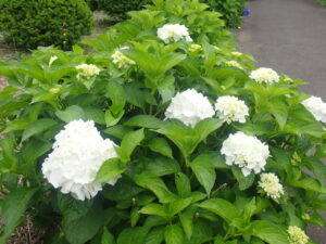 白いアジサイ