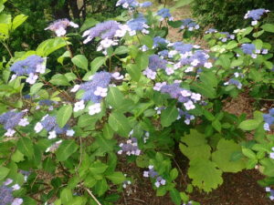 紫色の花のアマチャ