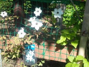 白い花のクレマチス