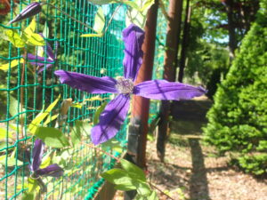 紫色のクレマチス