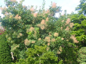 スモークツリー