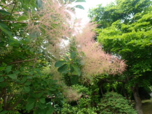 スモークツリー1