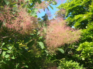 スモークツリー1