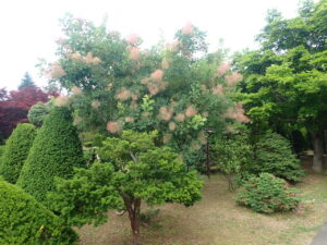 スモークツリー2