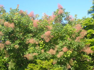 スモークツリー2