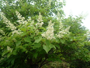 白い花のノリウツギ